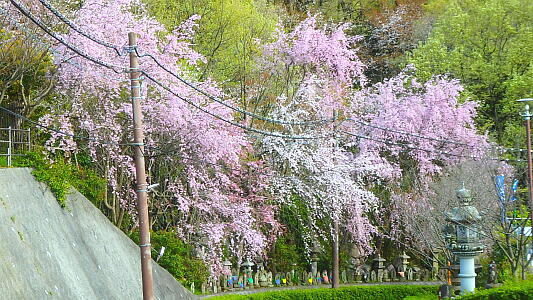 今年も桜がきれいです。