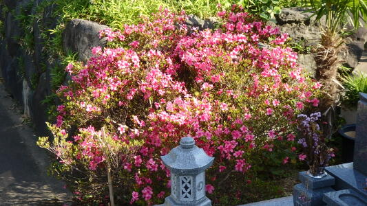 今年もつつじが咲きました。