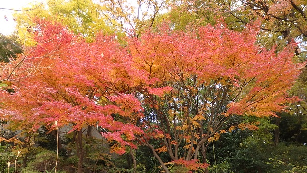 川崎霊園の紅葉