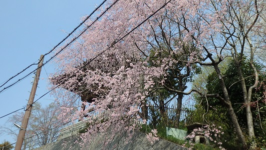 今年も桜満開！